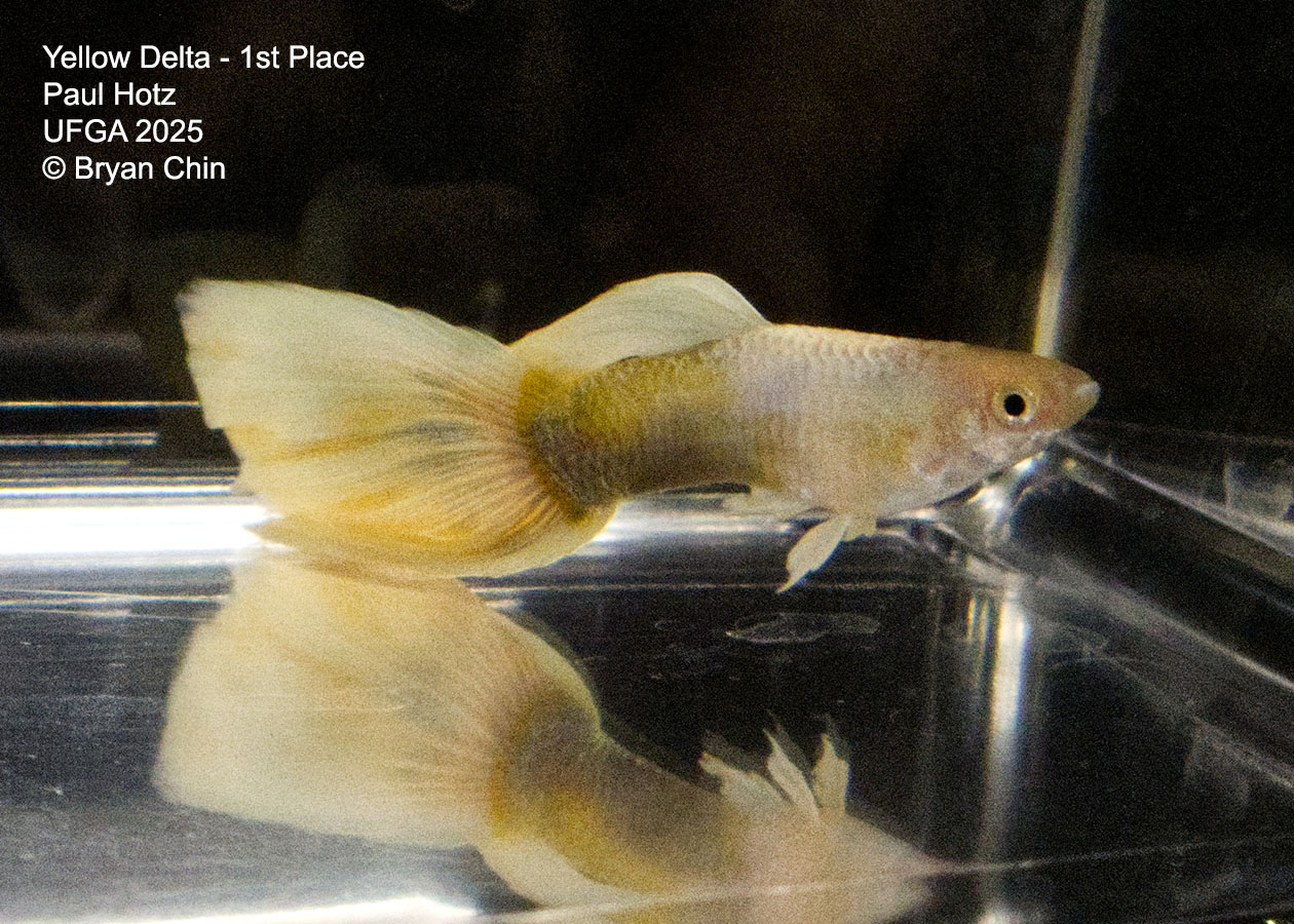Guppy Yellow